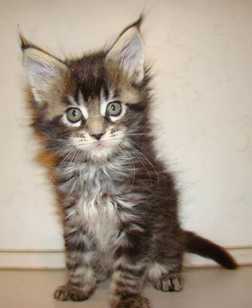 Американский мейн кун. Чистокровный котенок мейн кун. Как определить мейн куна. Полудлинношерстные мейн куны. Котята помесь мейн куна.