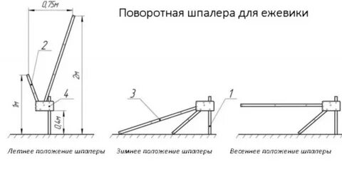 Шпалера для ежевики чертеж