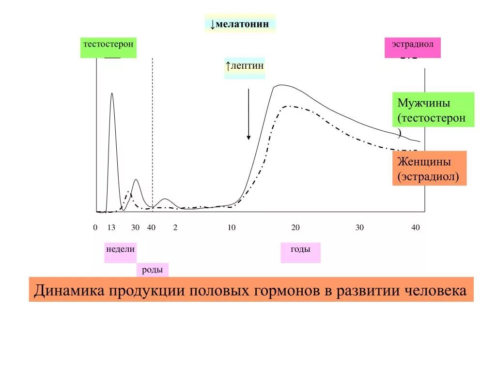 График изменения уровня тестостерона. Суточные колебания тестостерона. Эстрадиол и тестостерон. Уровень тестостерона в течении суток.