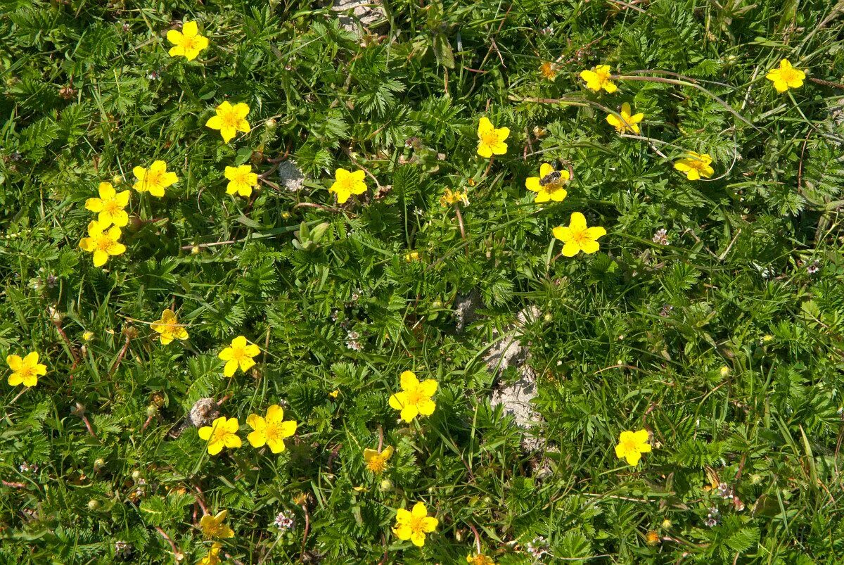 Лапчатка гусиная лапка. Лапчатка гусиная. Лапчатка гусиная. Трава лапчатка гусиная. Лапчатка гусиная.