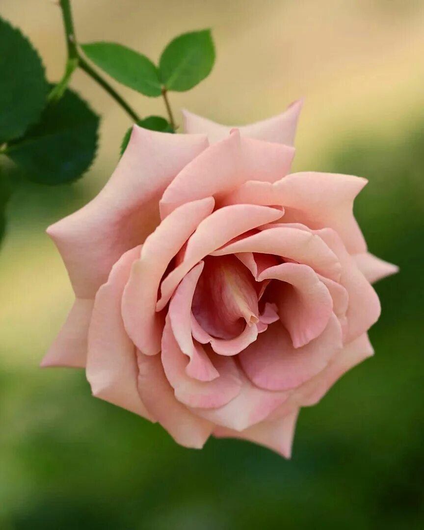 розы "илиос". цвет чайной розы фото. цвет чайной розы фото. цвет чайной розы фото. глубокого оттенка чайной розы.