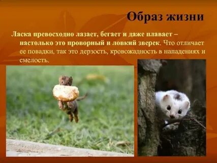 Описание ласки