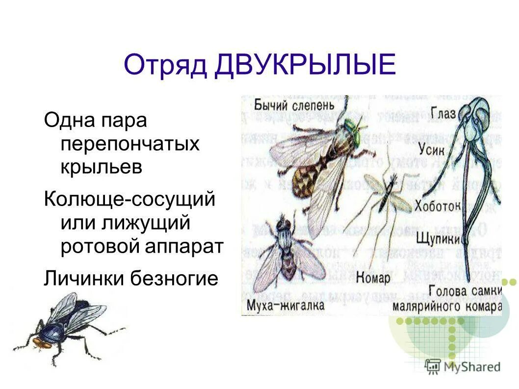 Отряды насекомых Двукрылые. Отряд Двукрылые строение. Двукрылые насекомые представители. Отряд Двукрылые комары строение. Отряд двукрылые мухи