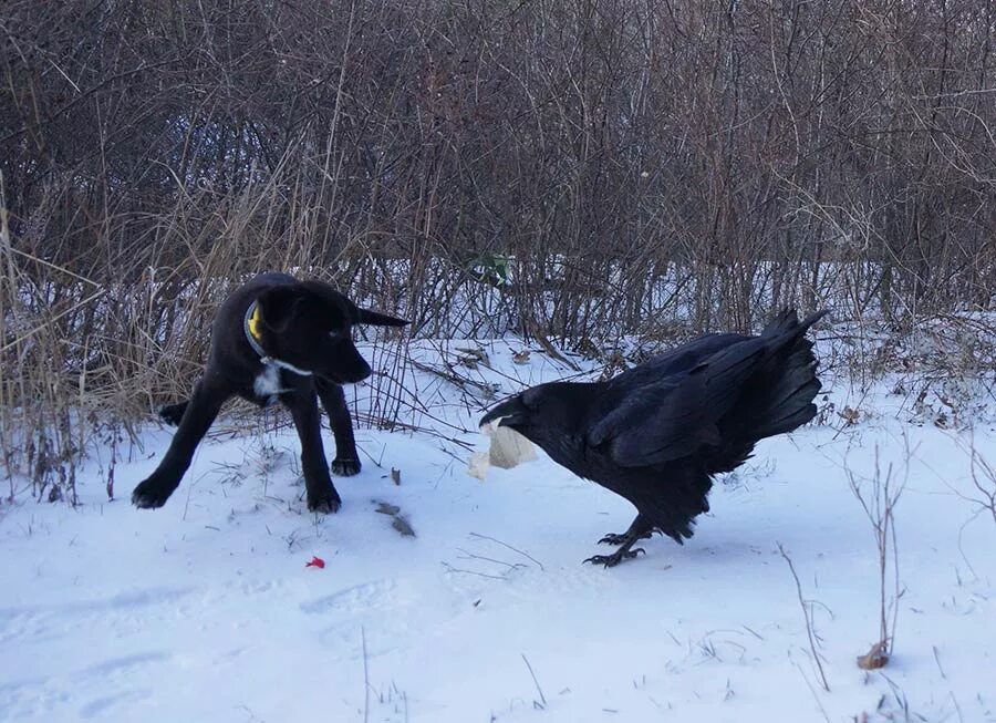 Ворон щука. Трусы для вороны. Ворон и ворон бар СПБ. Покормили ворон зимой. Ворона бомж.