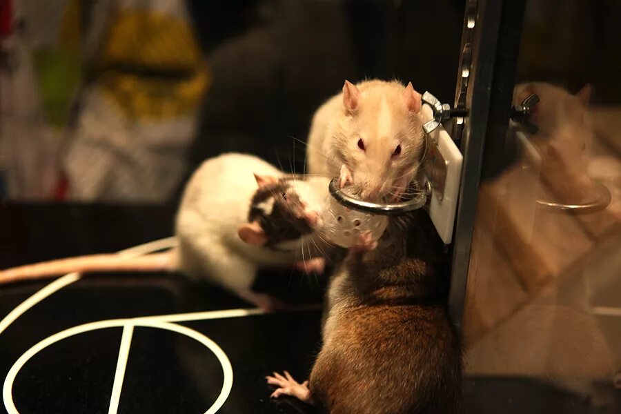 дрессировка крыс дамбо. еда для крыс домашних. дрессировка крыс дамбо. лабораторная крыса. декоративные крысы.