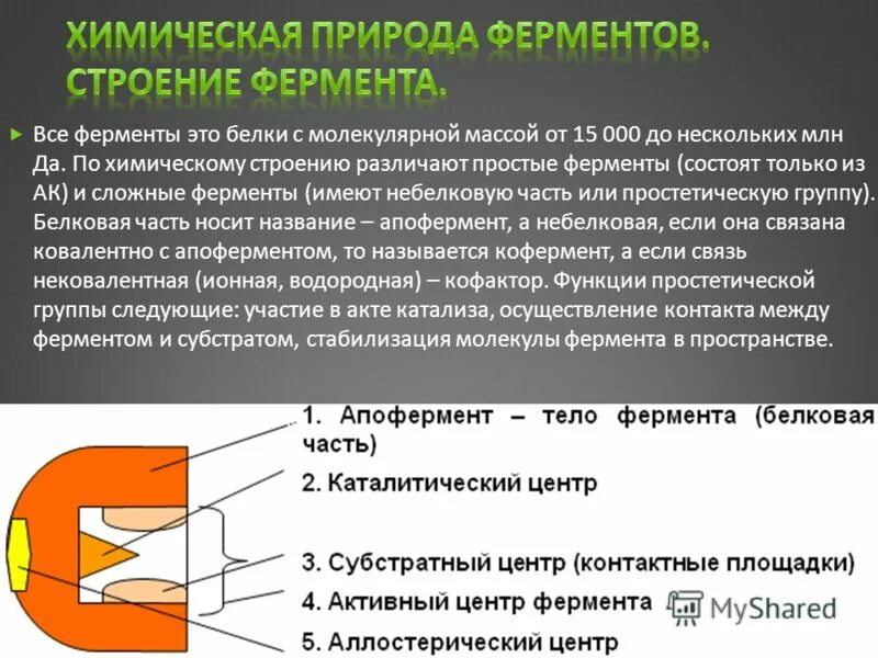 Небелковая часть фермента. Простые ферменты. Строение простых ферментов. Простые и сложные ферменты.