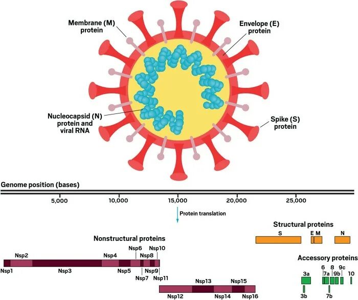 Коронавирус белки. Коронавирус s белок. S-протеин коронавирус. Структурные белки коронавируса.
