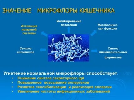 Роль кишечных бактерий