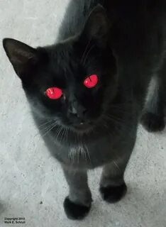 Кошки белый черный красные