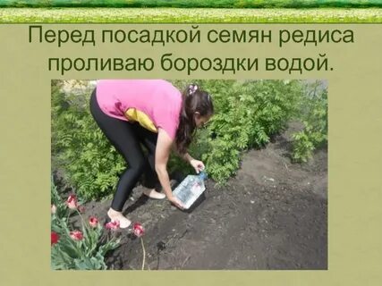 Семена редиса перед посадкой
