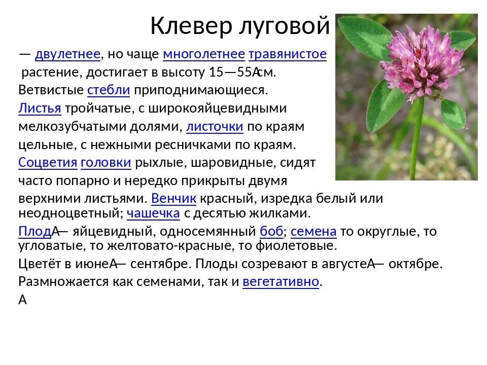 Черты различия клевера лугового и ползучего. Клевер Луговой растение из рода Клевер. Клевер Луговой таксоны. Клевер Луговой листья плод. Клевер красный Луговой высота растения.