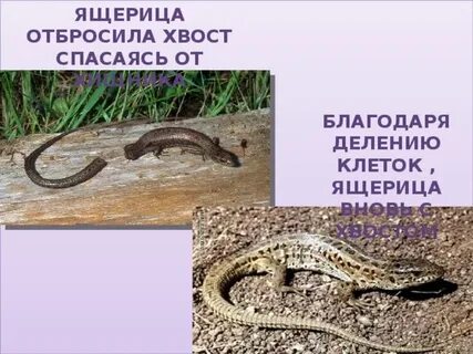 Почему ящерица теряет хвост