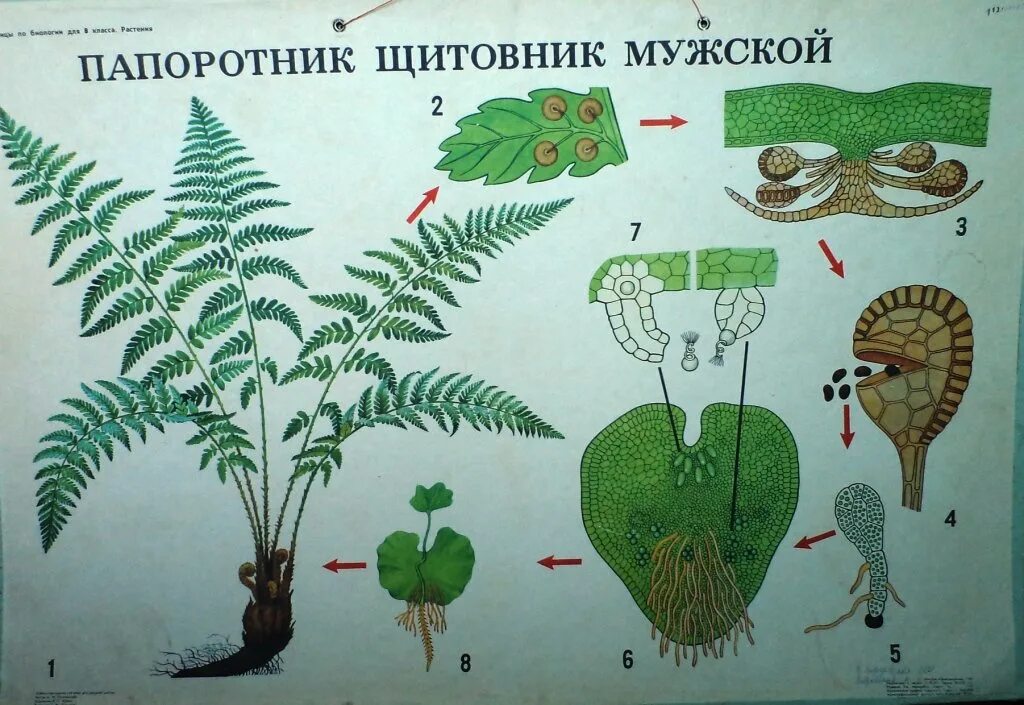 Папоротник Щитовник. Папоротники 6 класс биология. Строение спорофита папоротника. Папоротник Щитовник мужской цветет.