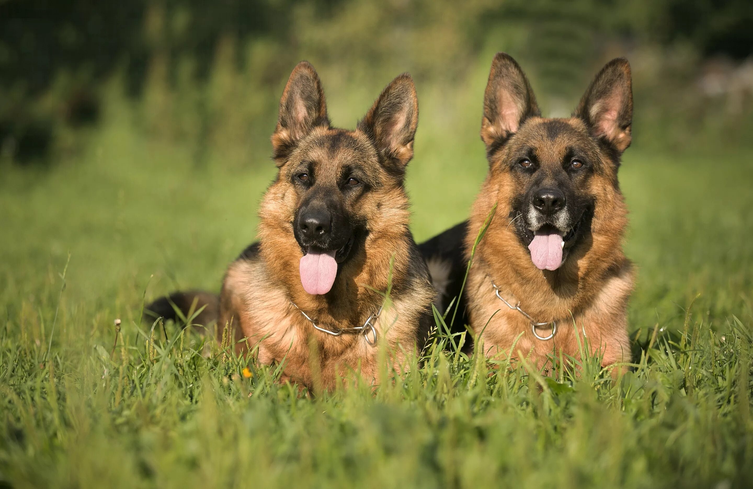 Баварская овчарка Shepherd. German Shepherd немецкая овчарка. Джерман Шеферд. Немецкая овчарка 4 к. Рабочая немецкая овчарка щенки