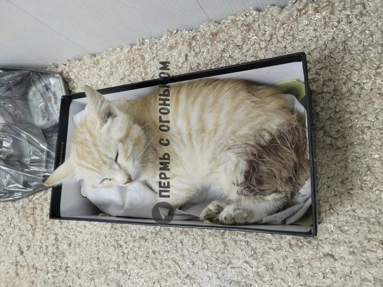 Хозяин выбросить