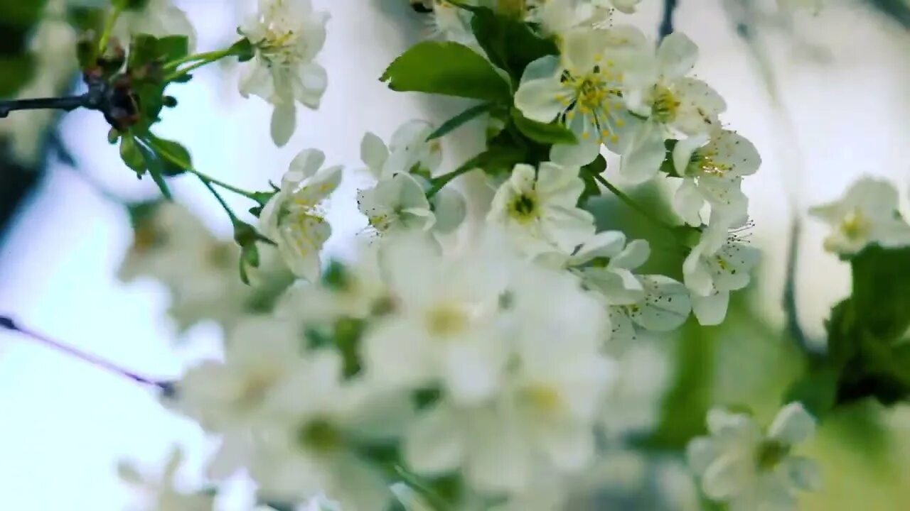Футаж цветущая яблоня