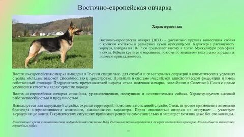 Немецкая овчарка описание породы характер