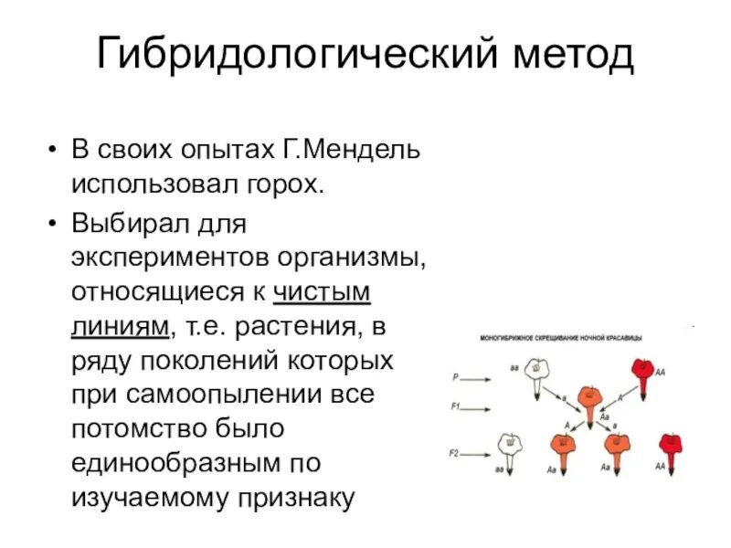 Мендель гибридологический метод изучения наследственности. Методы исследования наследственности гибридологический метод. Гибридологический метод изучения наследственности кратко. Мендель биология гибридологический метод. Гибридологического метода наследования