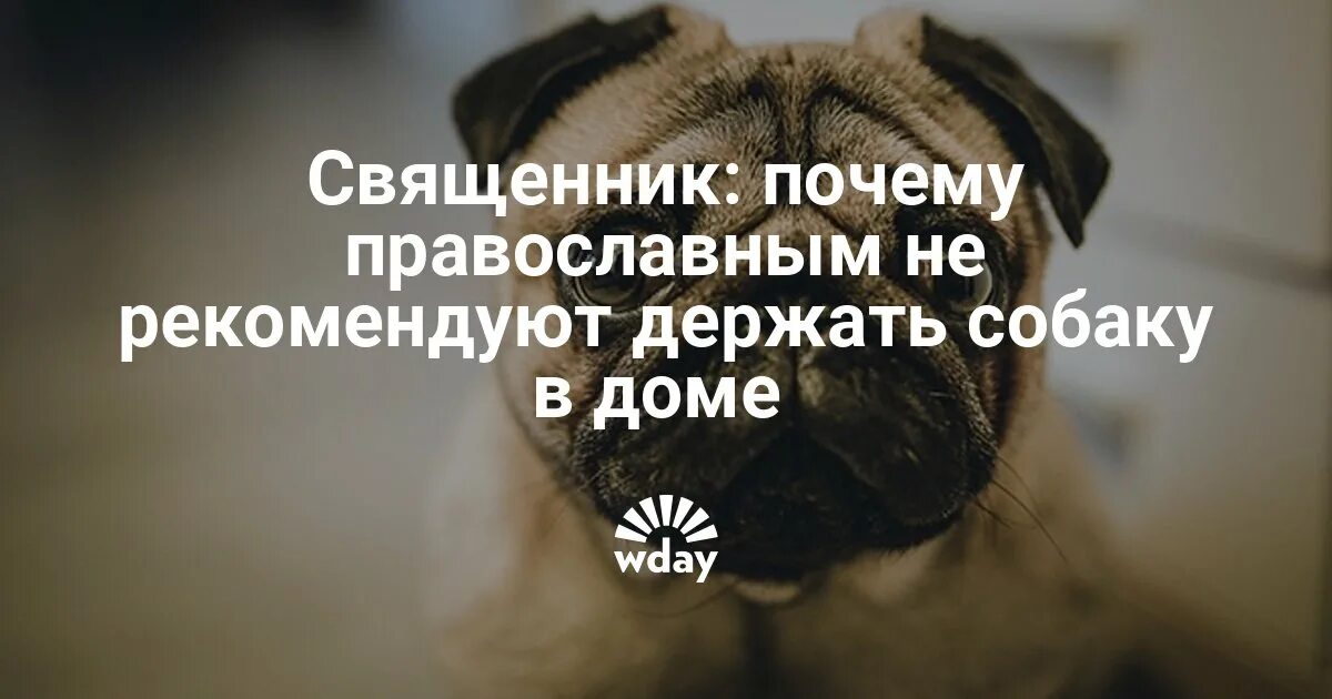 Почему нельзя держать животных дома. Почему нельзя держать собаку в доме. почему православным нельзя держать дома собаку. почему собак нельзя держать на цепи. почему нельзя собаку в доме по православию держать.