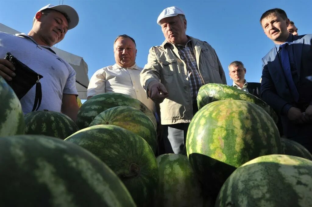Сбор арбузов в астрахани. Около воза с астраханскими арбузами толпились. Арбуз астраханский. Арбузное поле. День астраханского арбуза.