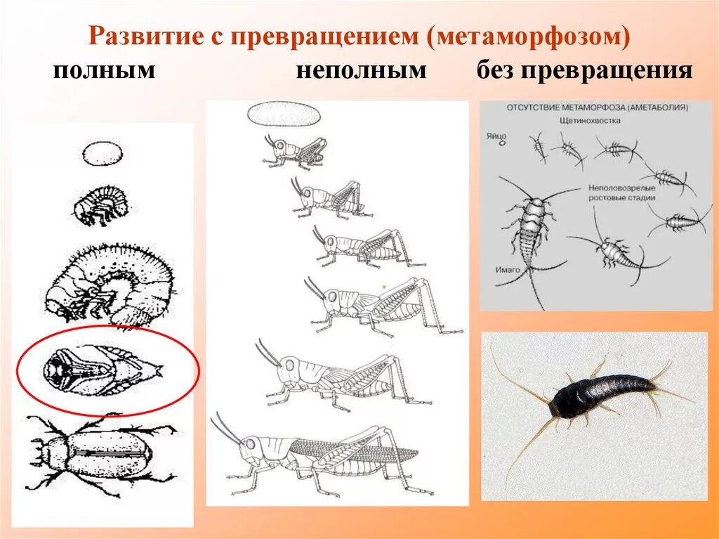 Типы развития животных 7 класс. Схема непрямого развития с неполным метаморфозом. Развитие животных с неполным превращением. Прямое и Непрямое развитие полное и неполное превращение. Развитие животных с метаморфозом и без метаморфоз.