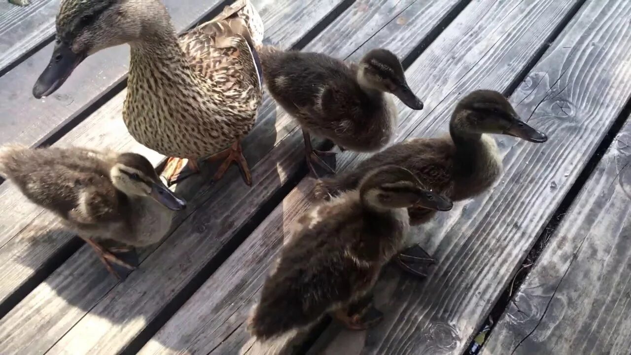 Чем питается утка. Корма для уток домашних. Кряква кушает. Видео утка есть утку. Утка в огороде.