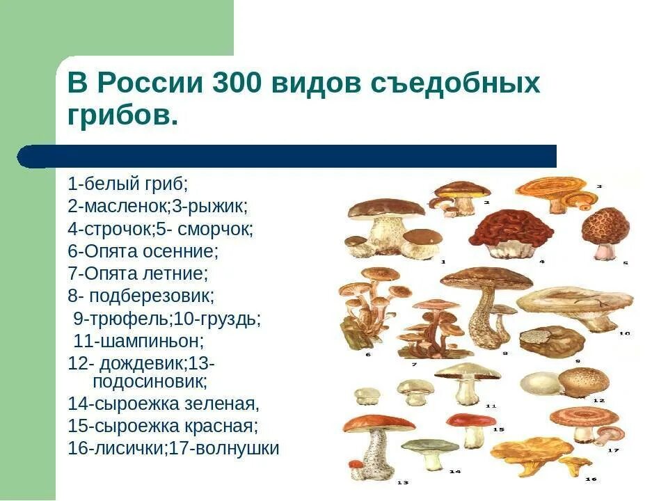 Съедобные условно съедобные и несъедобные грибы. Условно съедобные грибы несъедобные грибы. Таблица съедобных грибов и несъедобных грибов. Условно-съедобные грибы Шляпочные.