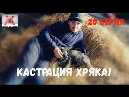 Миллион на свиньях