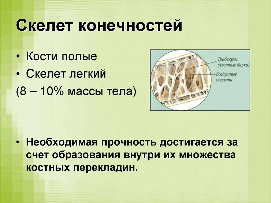 Почему кости легкие. Полые кости. Полые кости у человека. У кого полые кости. Полые кости у птиц.