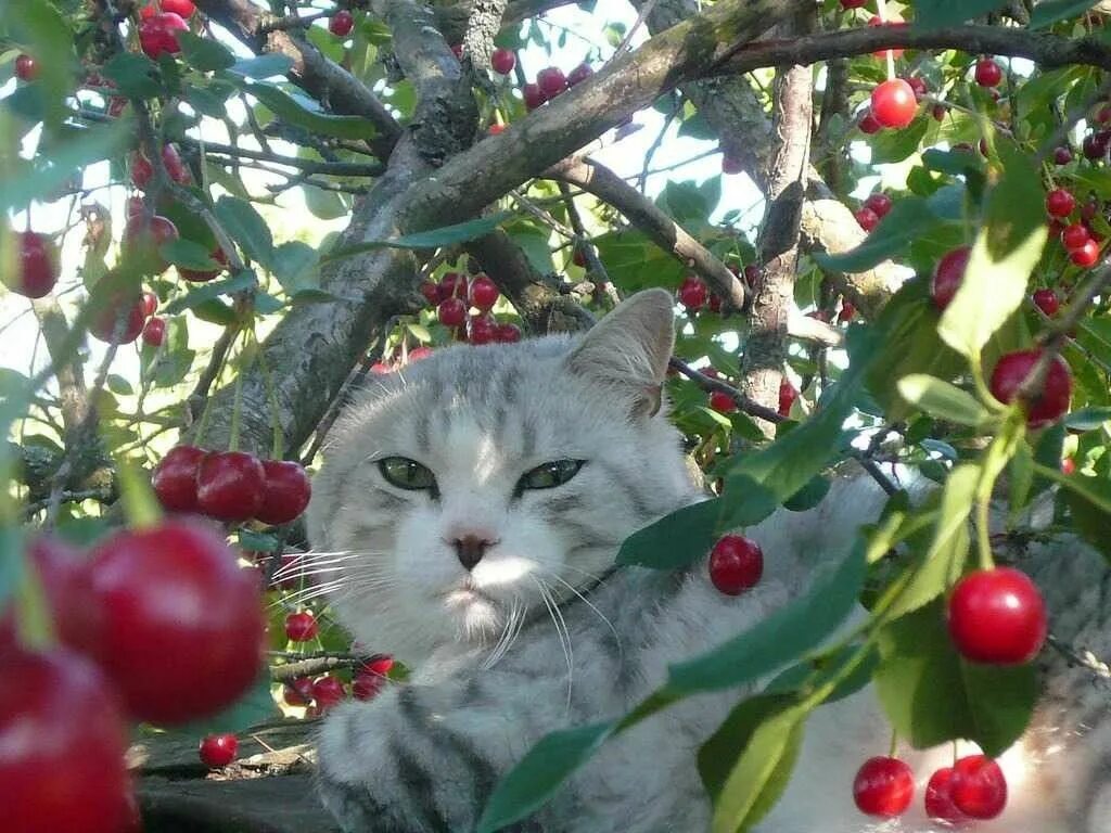 Коты ягоды. Кот вишенка. котик с вишней. коты и ягоды. кот с ягодами.
