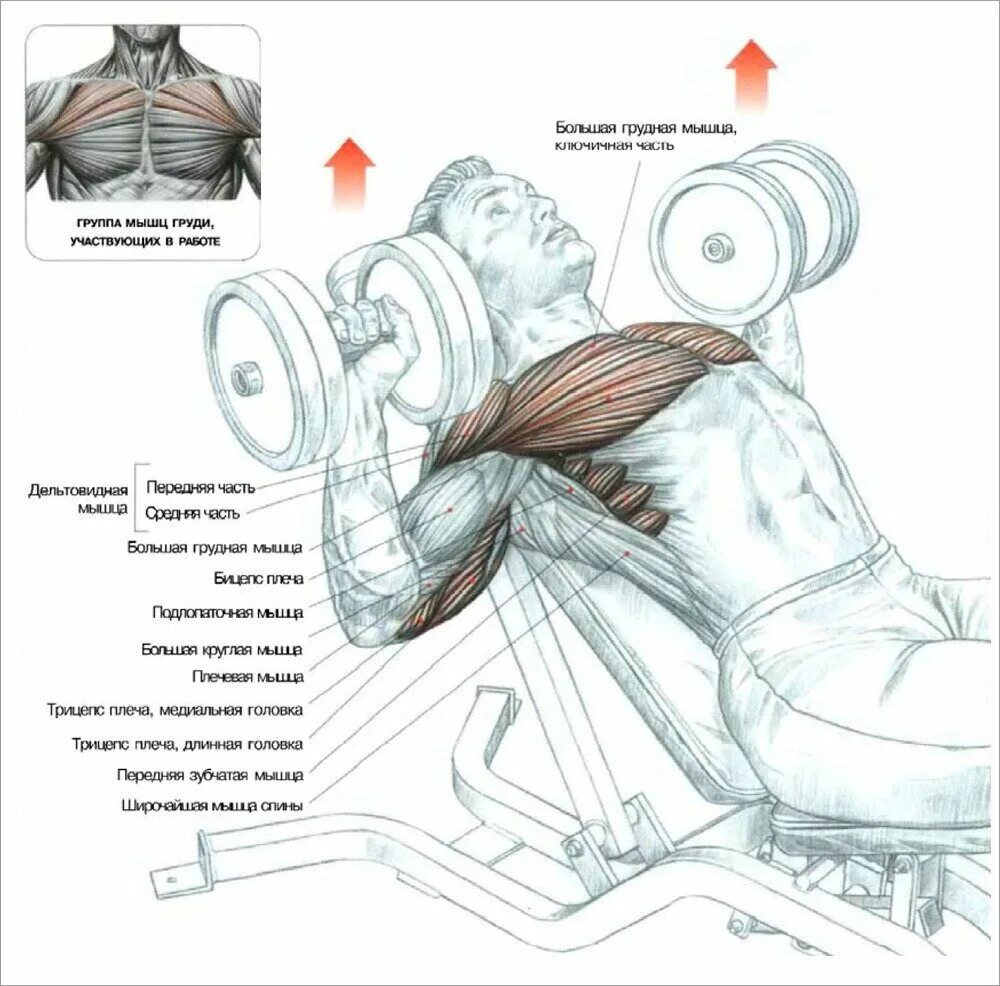 Накачать грудные гантелями. Жим-разводка гантелей. Жим лежа гантелями под углом 45 градусов. Жим гантелей на наклонной скамье мышцы. Жим гантелей под углом 30 градусов.