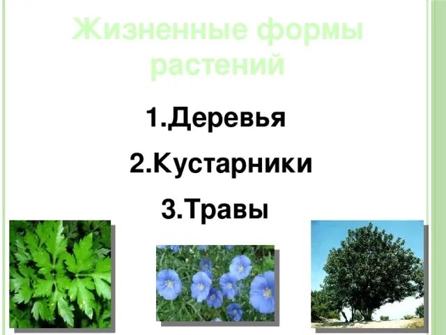 Приведите примеры жизненных форм растений Какая жизненная форма вероятнее всего: найдено 86 изображений