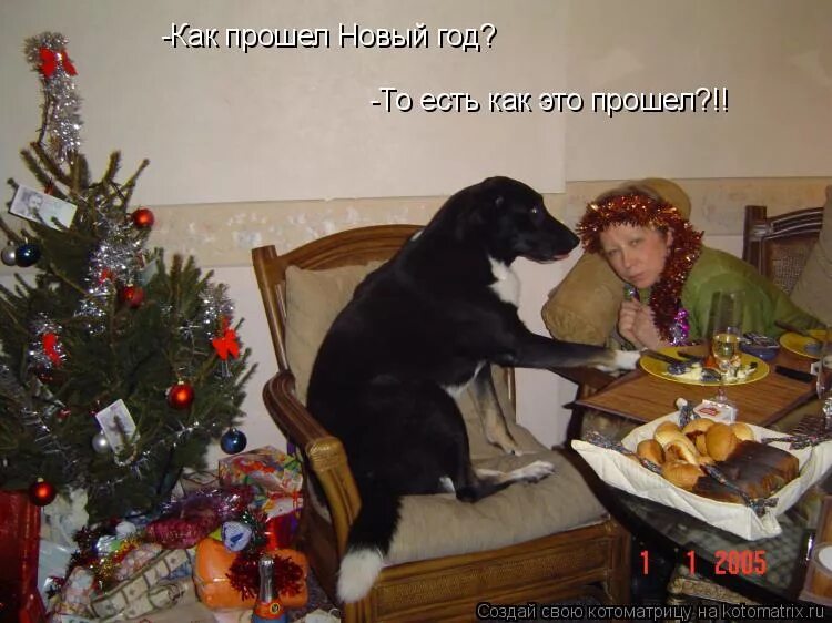 как прошел ваш новый год. как прошел ваш новый год. кот в новогоднем колпаке. обожрался на новый год. смешные дети новый год.