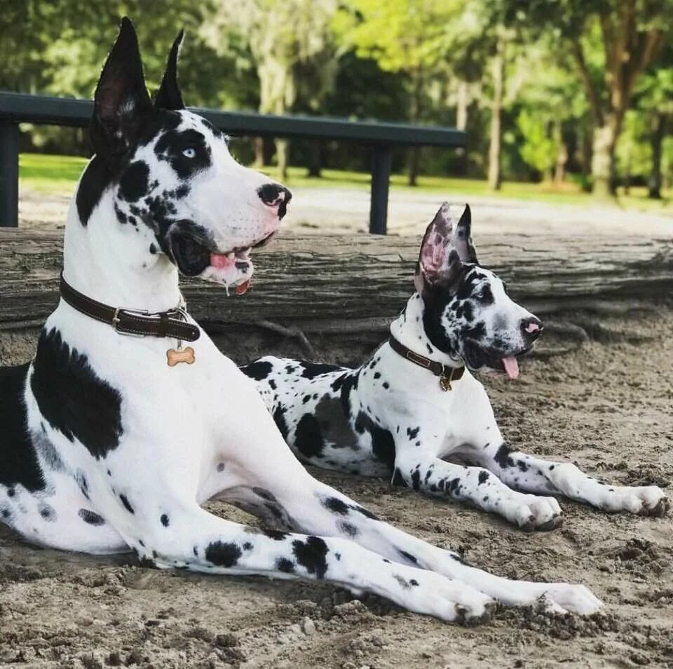 порода далматинец. пятнистый дог. пятнистый дог. пятнистый дог. королевский дог мраморный.