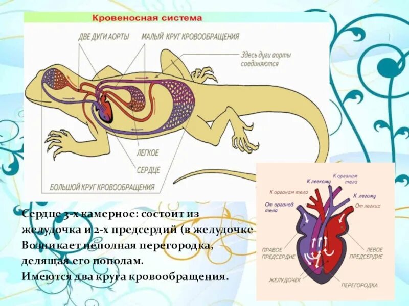 У ящерицы трехкамерное сердце. Хвостатые земноводные кровеносная система. Кровеносная система хвостатых амфибий. Кровеносная система хвостатых земноводных. Схема строения кровеносной системы ящерицы.