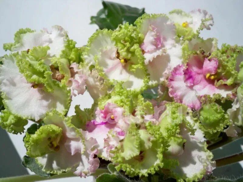 Зеленая фиалка фото и описание сорта Exquisite Irish Flirt African Violet Plant