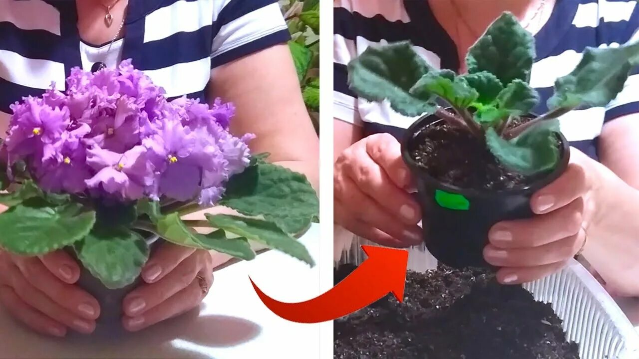 Сенполия пересадка. Пересаживание фиалок. фиалка отцвела. пересадка сенполий.