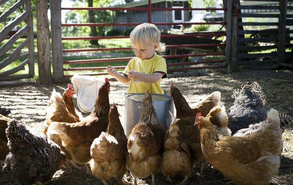 Your chickens. Куры в деревне. Деревенские животные. Фотосессия с цыплятами. Курица с цыплятами.