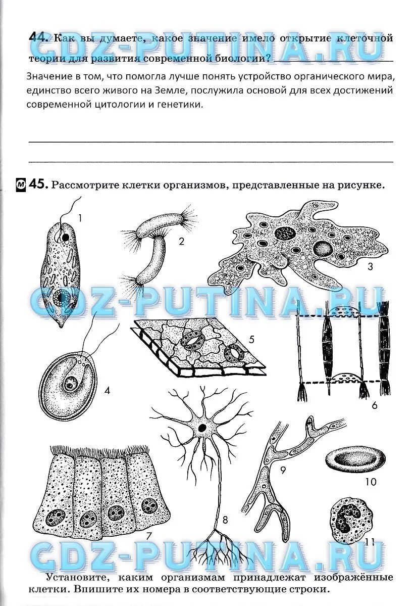 Ответы по биологии 9 пасечник. Рассмотрите изображенные клетки человека под цифрами 1 и 2 определите. Биология 9 класс клеточная теория ответы. Клеточная теория 9 класс биология Пасечник. Рабочая тетрадь по биологии 9 класс Пасечник.