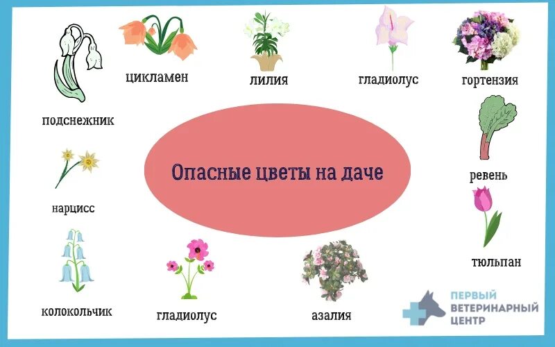 Какие растения нельзя на участке. Опасные комнатные растения. Полезные цветы. Ядовитые растения для кошек. Опасные комнатные растения для детей.