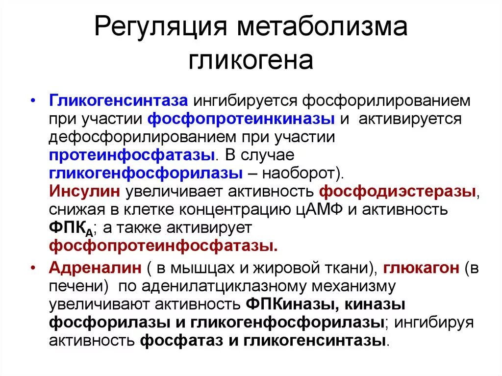 Регуляция ферментов обмена гликогена. Регуляция метаболизма гликогена. Гормональная регуляция метаболизма гликогена. Регуляция метаболизма гликогена в печени. Синтез гликогена стимулирует гормон