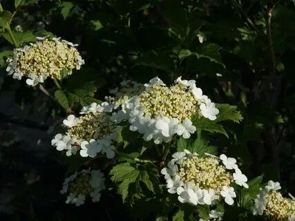 Калина эскимо