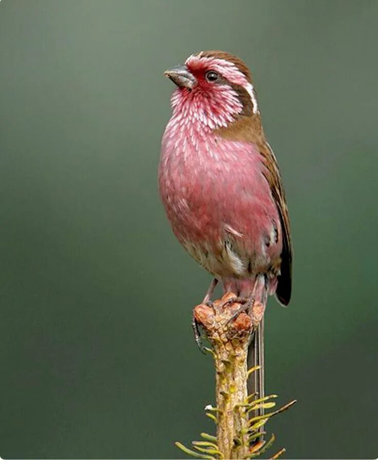 Маленькая розовая птица. Carpodacus Thura. Carpodacus Grandis. Rosefinch птица. Птичка розовый.