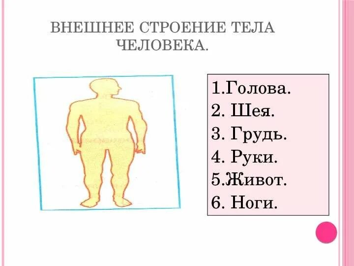 Строение тела человека. Строение человека внешние части тела. Внешние органы человека 2 класс. Наружное строение человека. Тест строение человека 3 класс перспектива