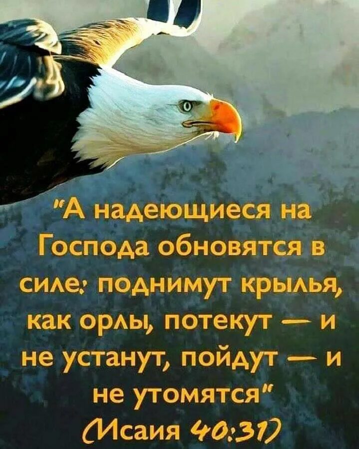 Поднимут крылья как орлы. Надеющиеся на господа обновятся в силе. надеющиеся на господа. а надеющиеся на господа обновятся в силе поднимут крылья как орлы. амналеющиеся на господа.