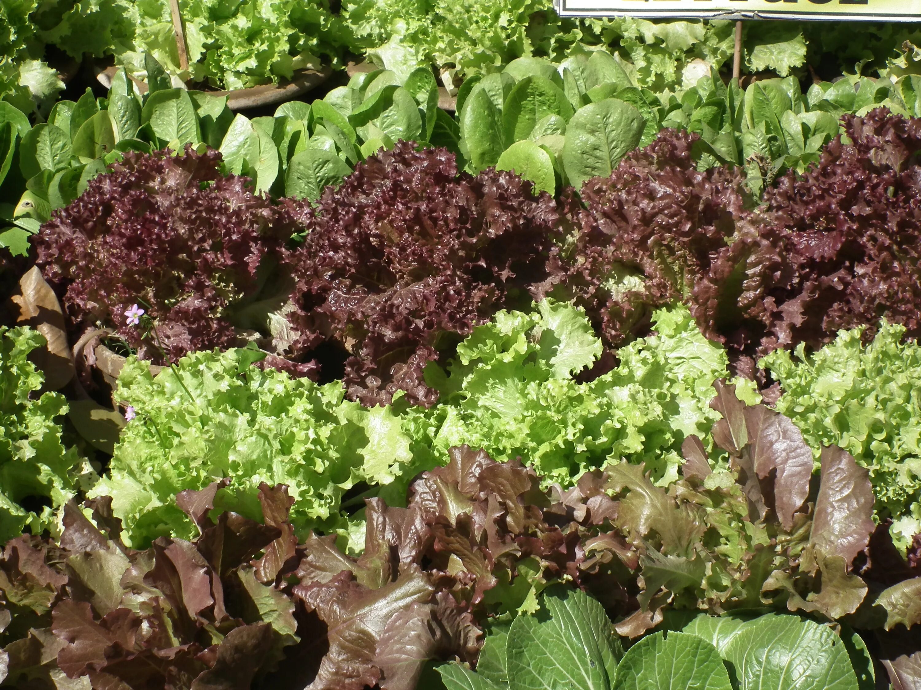 Посадка салата. Салат растет. Салат листовой. Разновидности салатов для посадки. Когда можно сажать салат