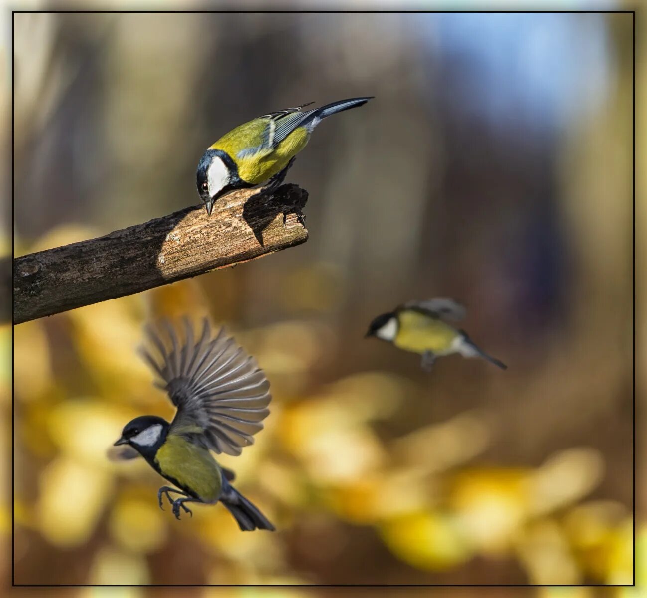 Синичкин д. Кормушка для синиц антиголубь. Синица пухляк. Картинки синичкин. Синица в природе.