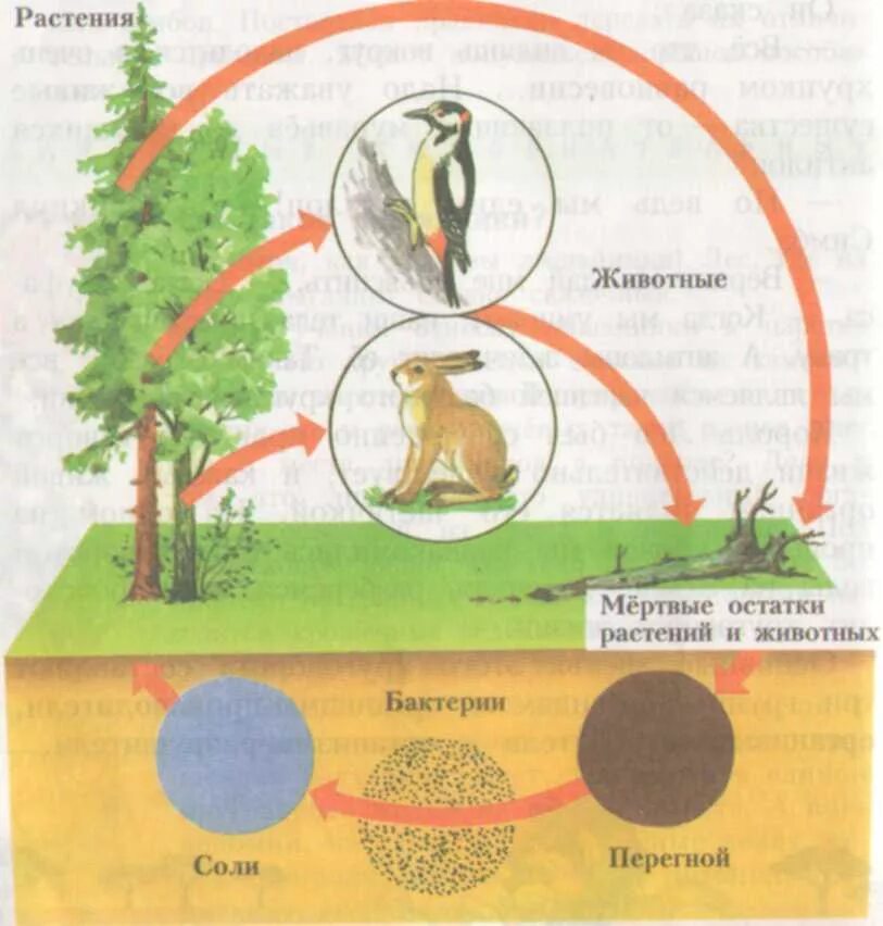Круговорот веществ в природе 3 класс окружающий мир. Модель круговорота веществ в природе 3 класс окружающий мир. Модель круговорота веществ в природе окружающий мир. Модель Великий круговорот жизни. Живые организмы производители потребители разрушители