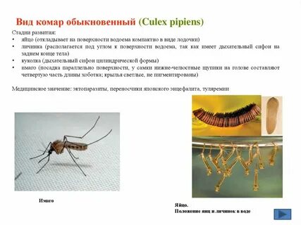 Развитие комара обыкновенного