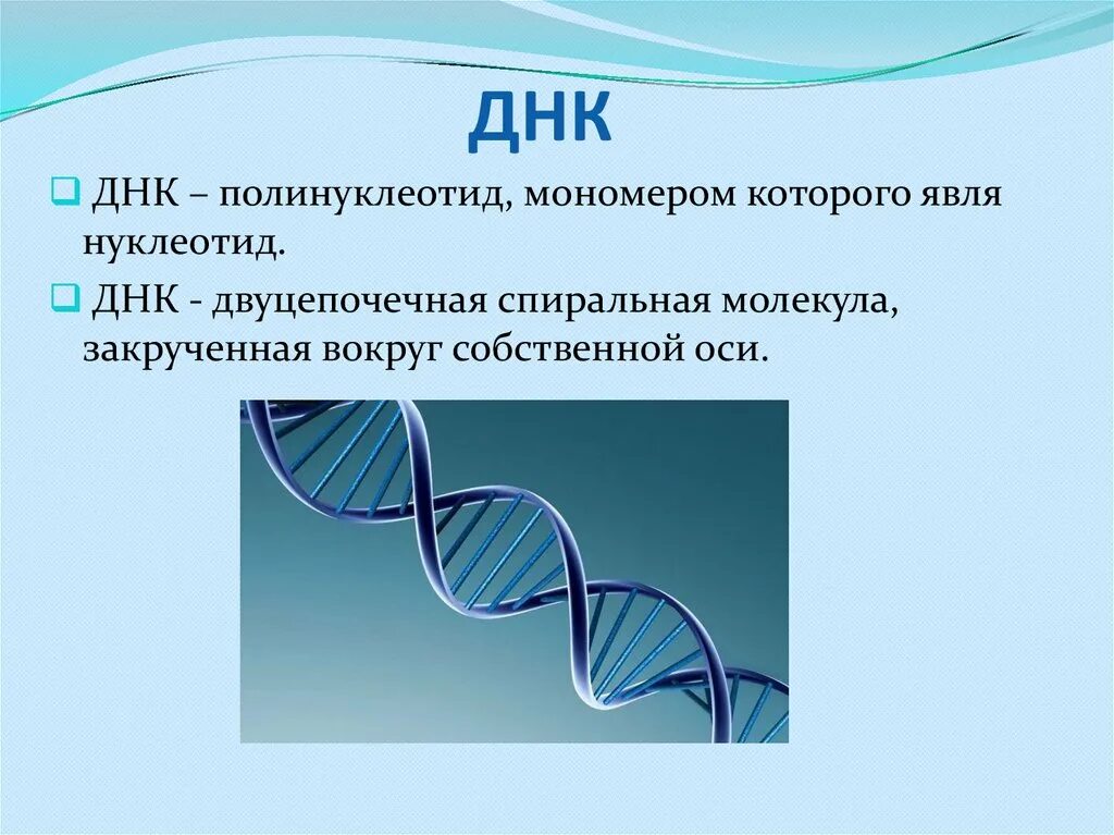 Составляющая днк. ДНК это органическое вещество. Двуцепочечная молекула ДНК. ДНК это в биологии. Органические вещества клетки ДНК.